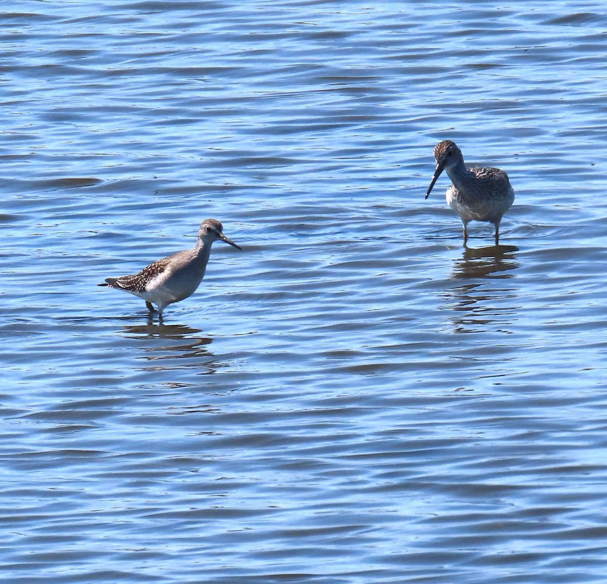 Petit Chevalier - ML640839995