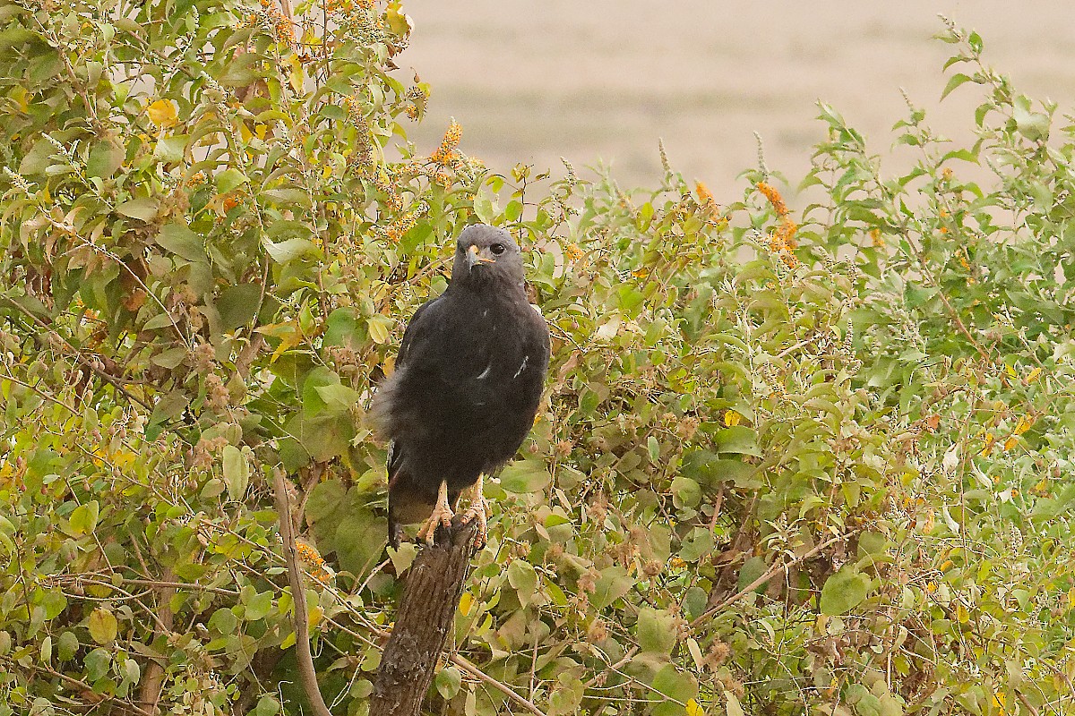 Augur Buzzard - ML640839998