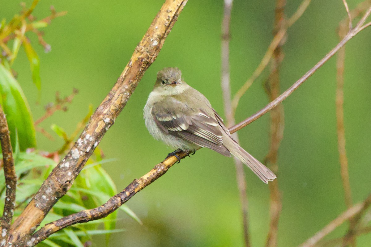 Mountain Elaenia - ML640840006
