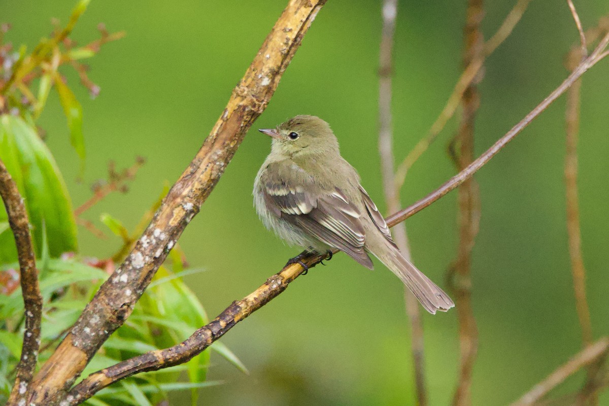 Mountain Elaenia - ML640840010