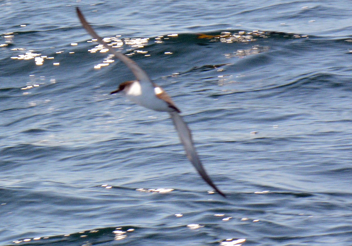 Manx Shearwater - ML640840034