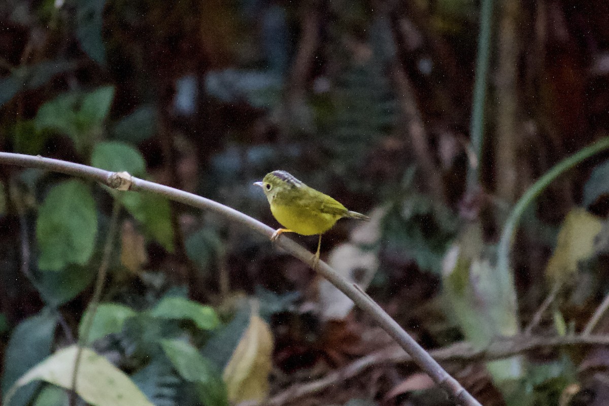 budníček himálajský - ML640840038