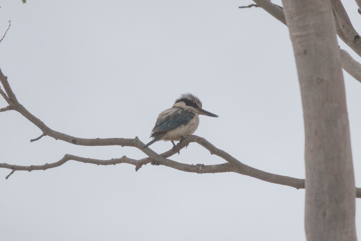 Red-backed Kingfisher - ML640840043