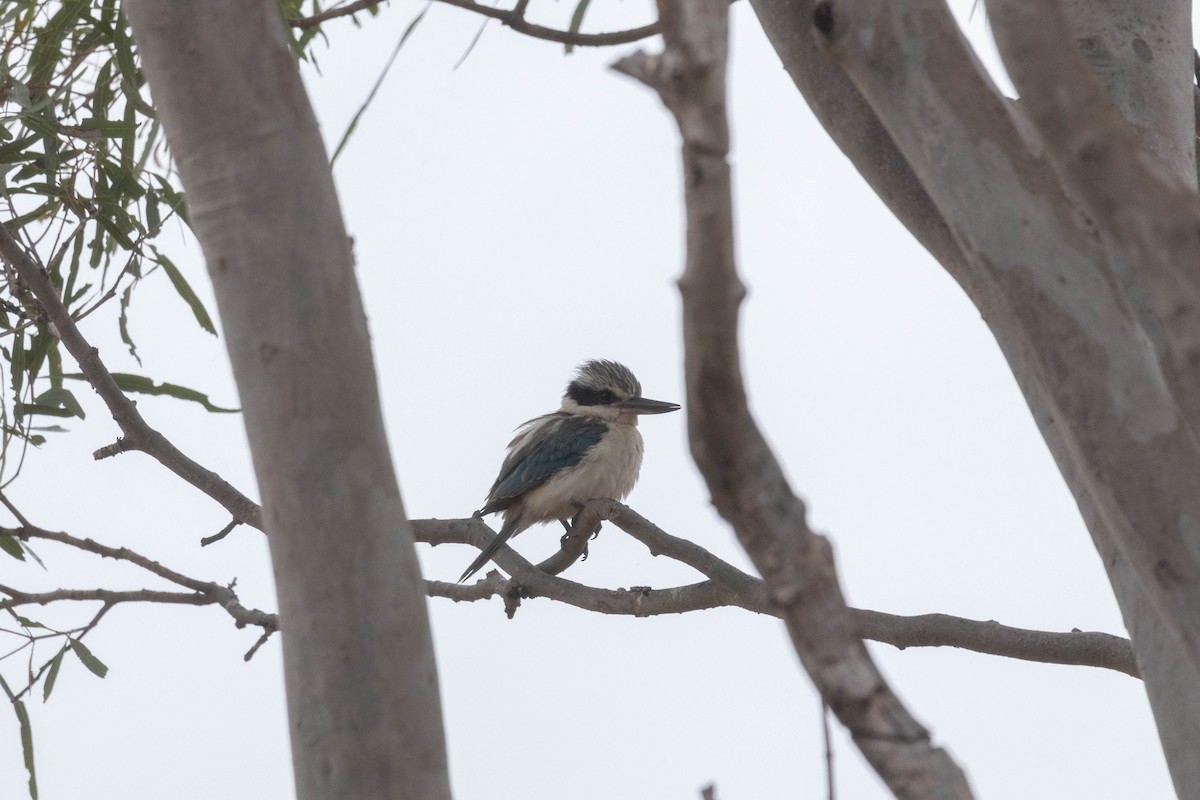 Red-backed Kingfisher - ML640840044