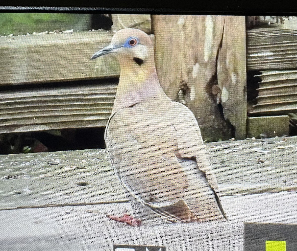 White-winged Dove - ML640840054