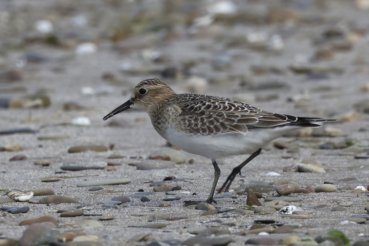 Baird's Sandpiper - ML640840066