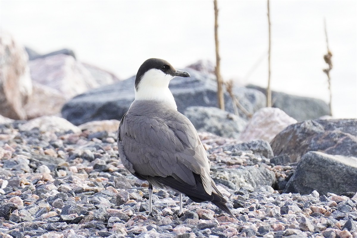 Labbo codalunga - ML640840083