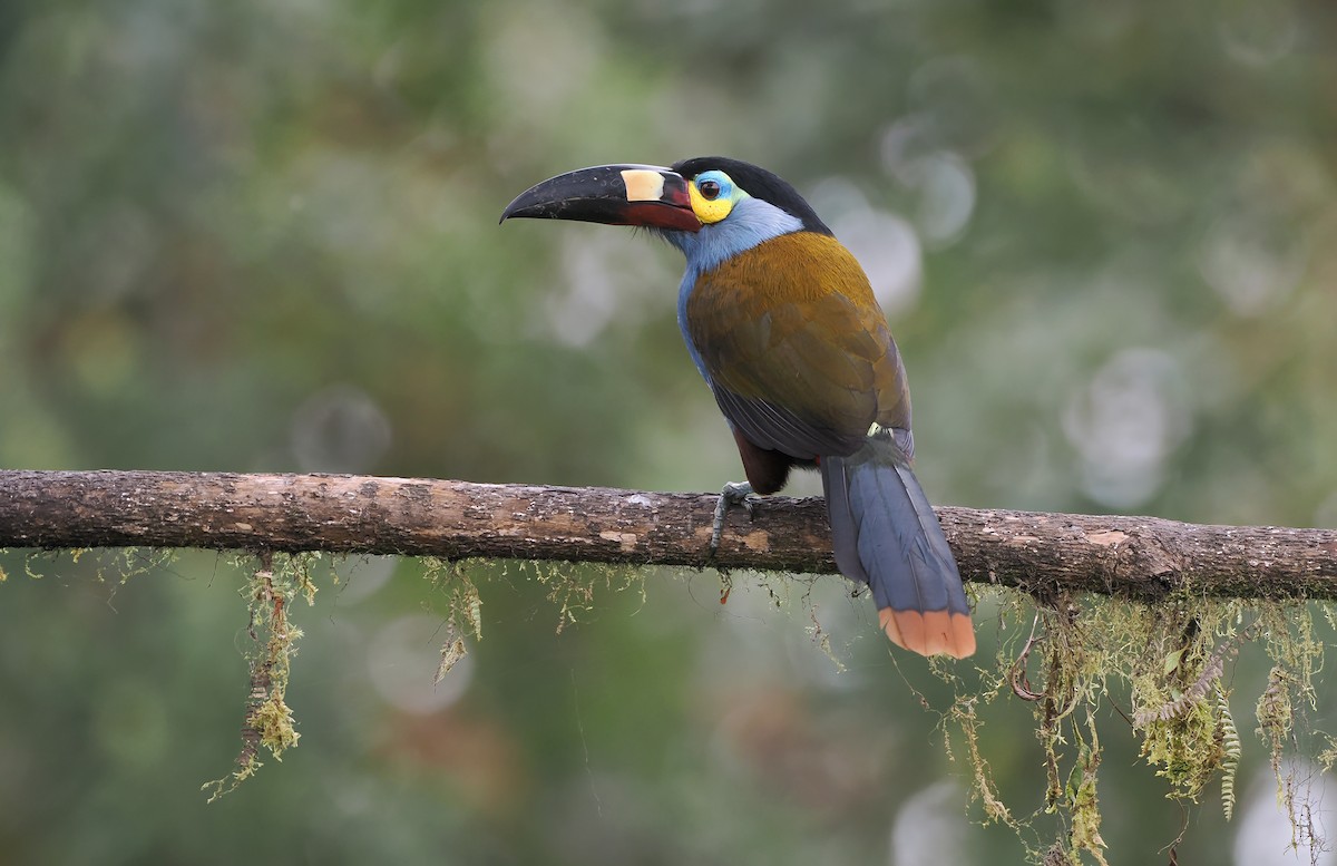 Plate-billed Mountain-Toucan - ML640840162