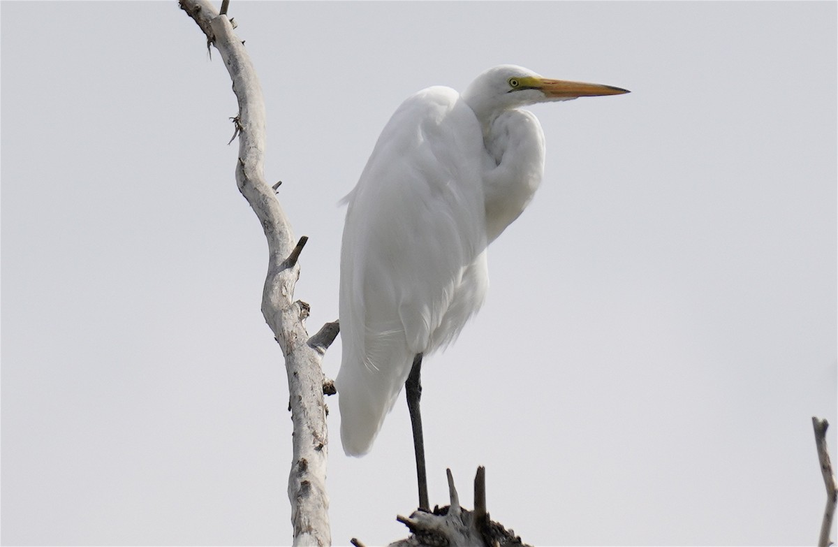 Airone bianco maggiore - ML640840191