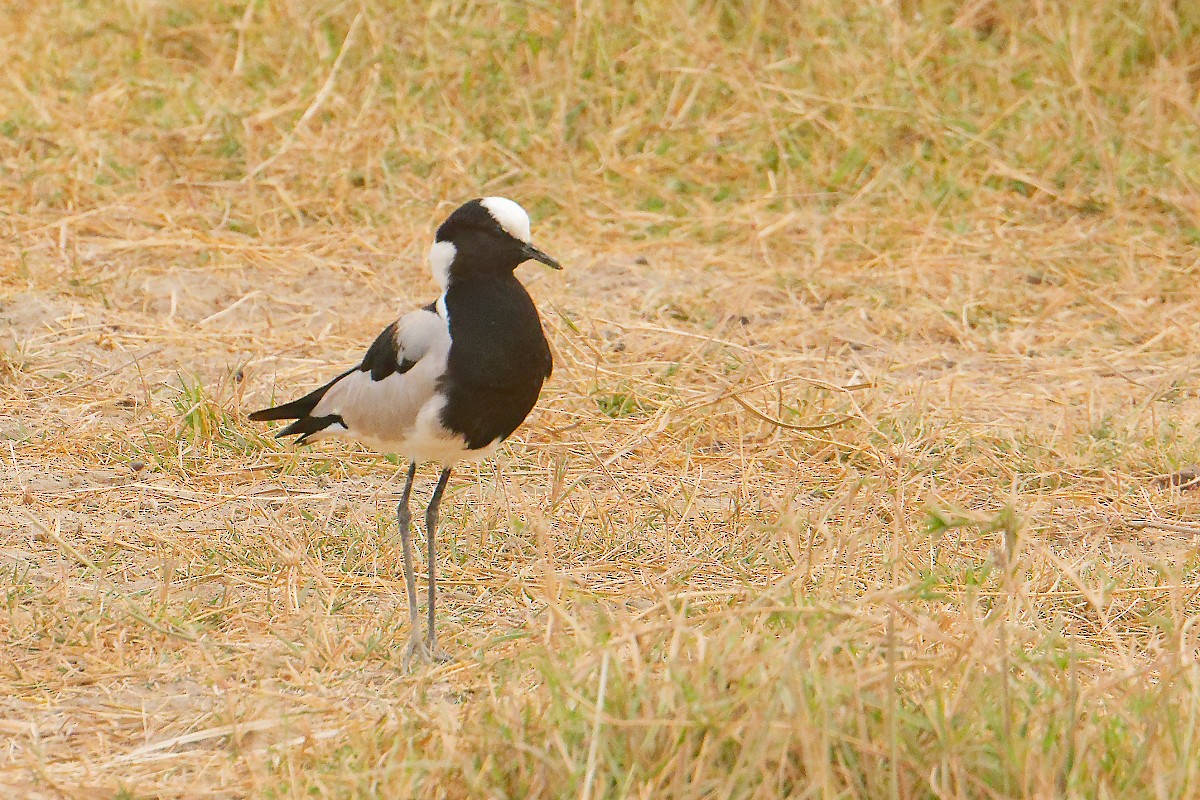 Blacksmith Lapwing - ML640840196