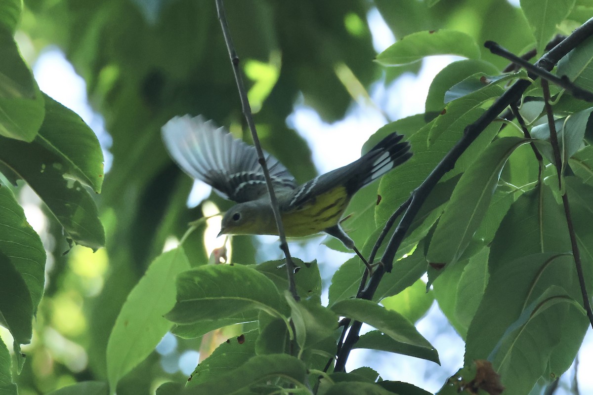Magnolia Warbler - ML640840197