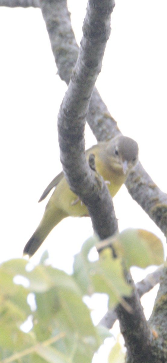 Mourning Warbler - ML640840207