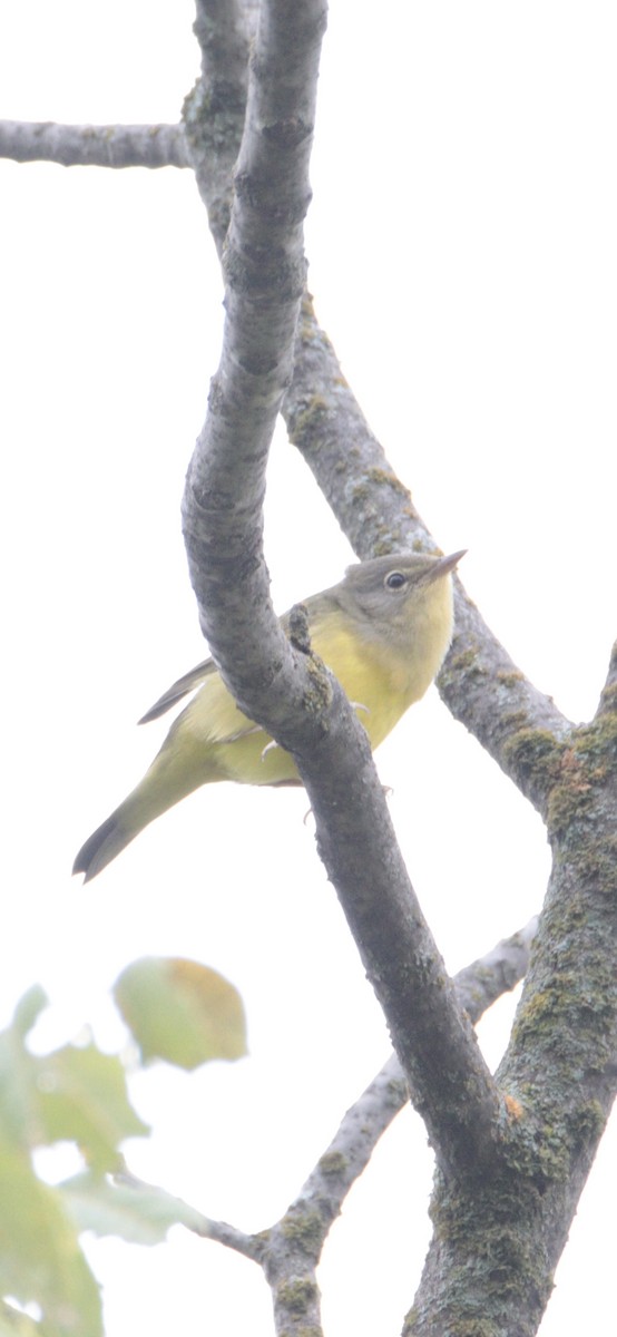 Mourning Warbler - ML640840208