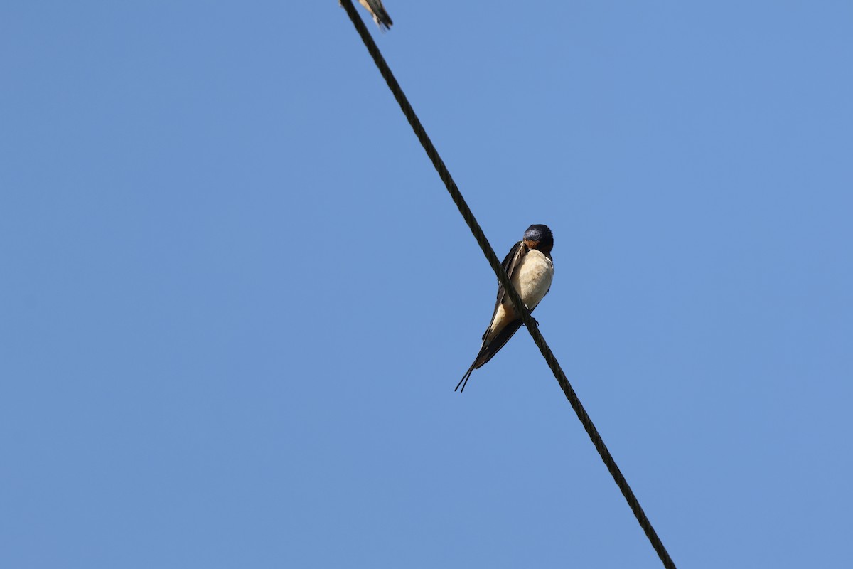 Ластівка сільська - ML640840218