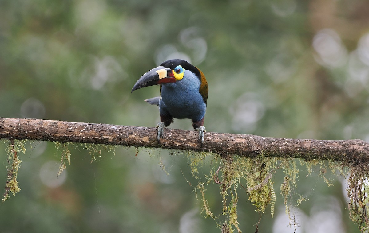 Plate-billed Mountain-Toucan - ML640840254