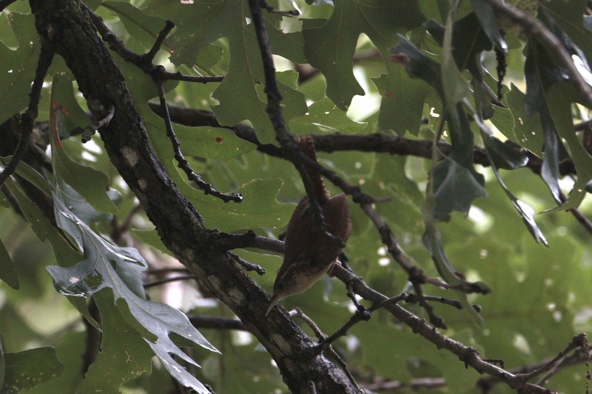Carolina Wren - ML640840305
