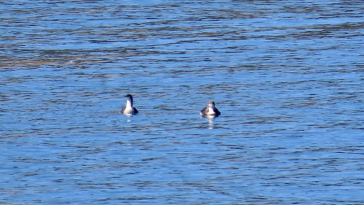 Pacific Loon - ML640840315