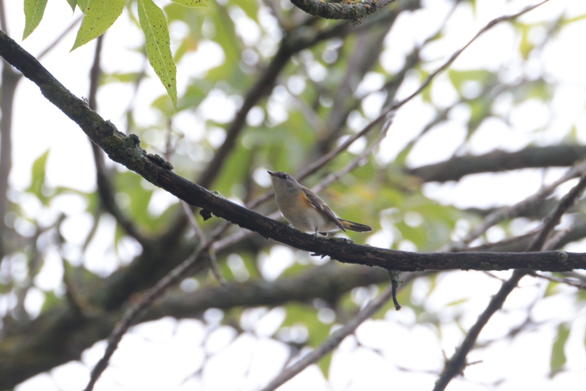 American Redstart - ML640840317