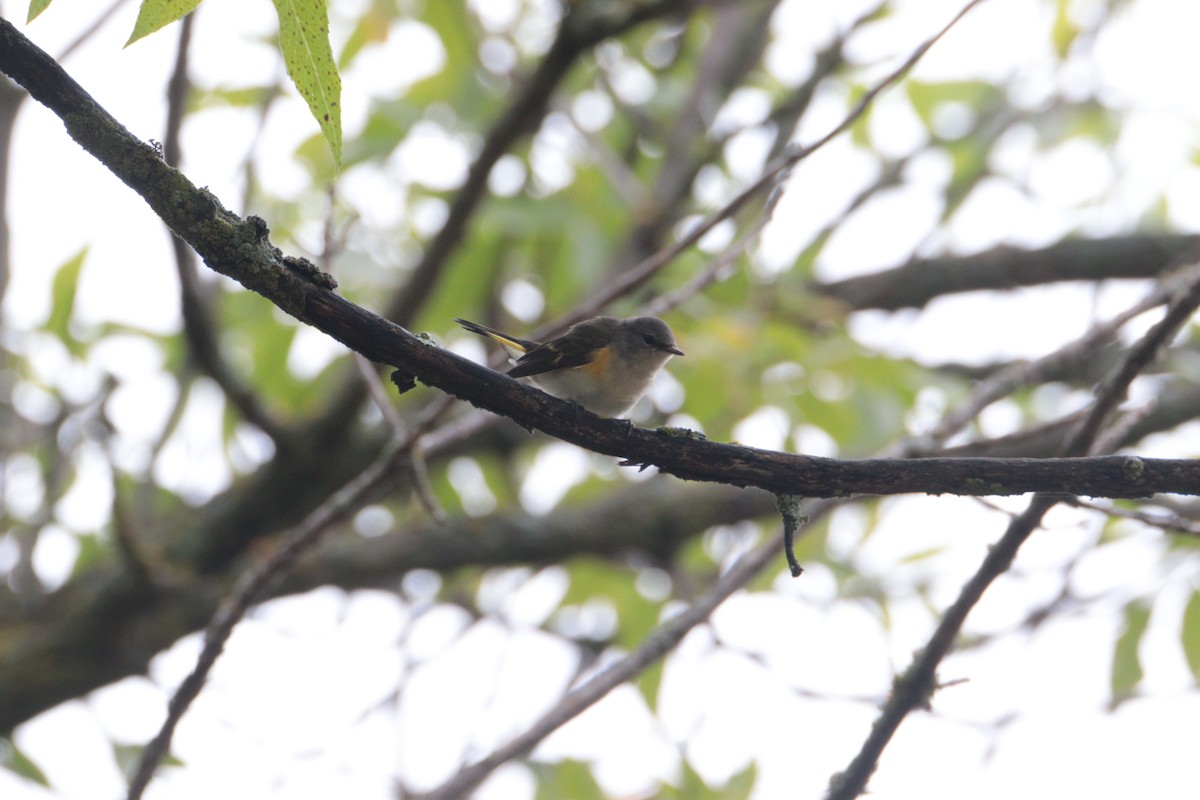 American Redstart - ML640840318