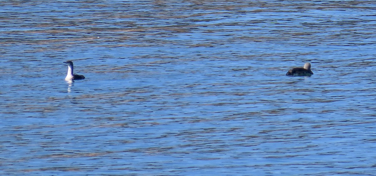 Pacific Loon - ML640840320