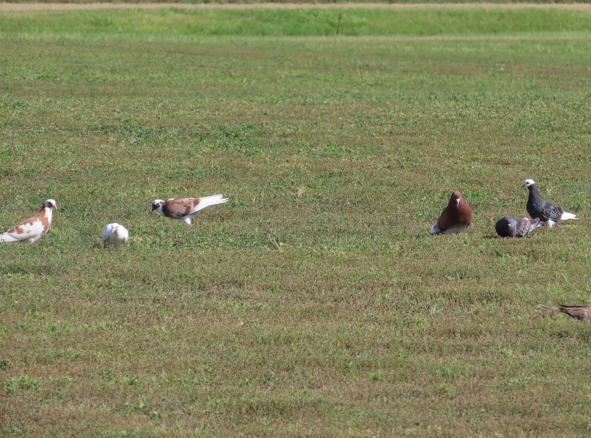 Rock Pigeon (Feral Pigeon) - ML640840325