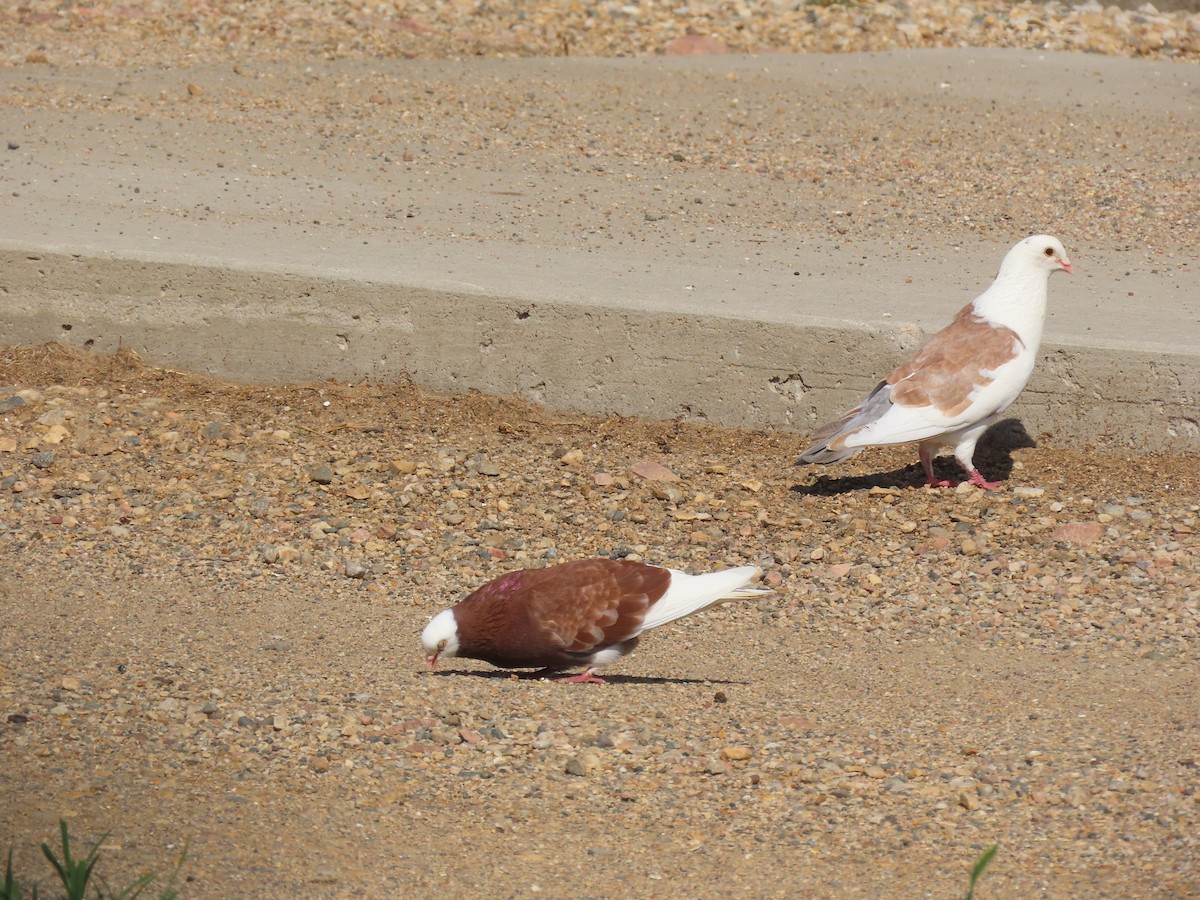 Rock Pigeon (Feral Pigeon) - ML640840326