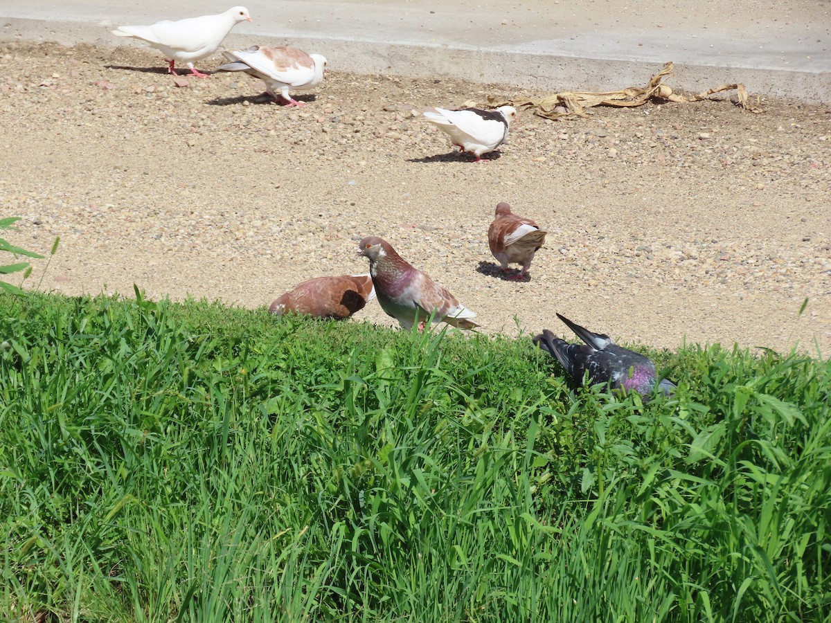 Rock Pigeon (Feral Pigeon) - ML640840327