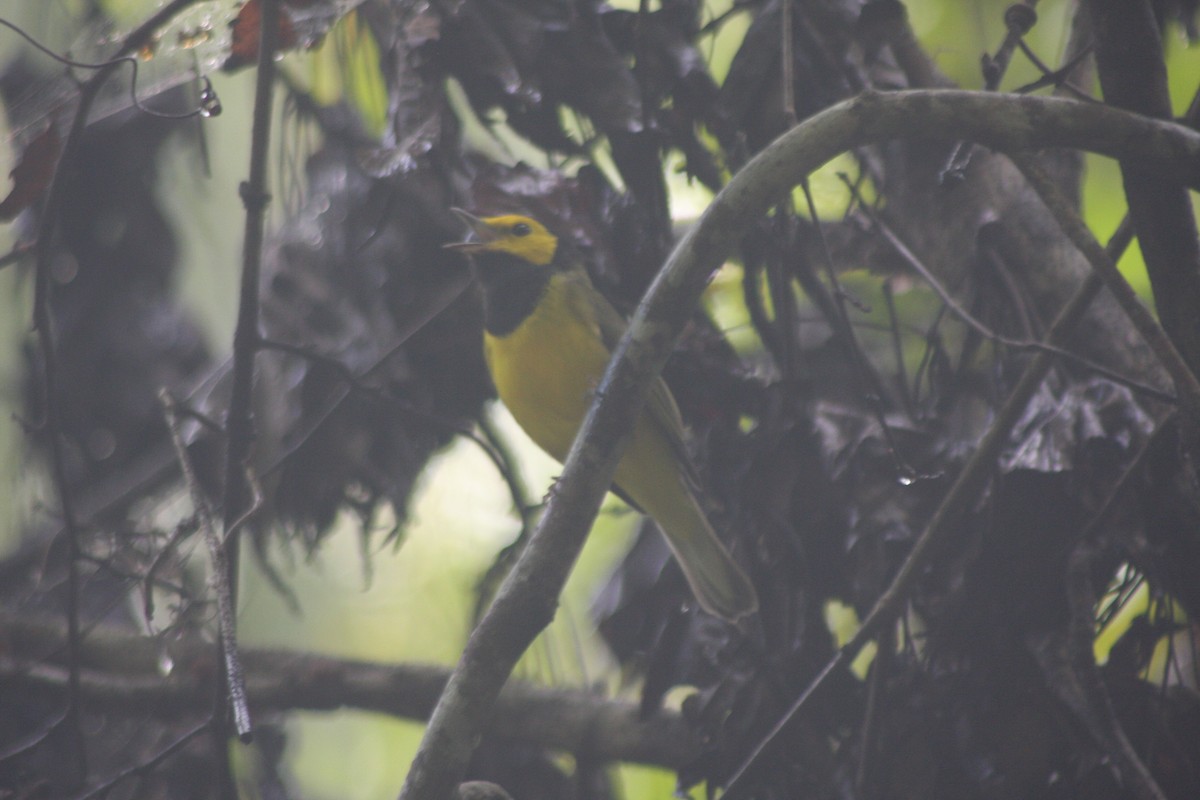 Hooded Warbler - ML640840344
