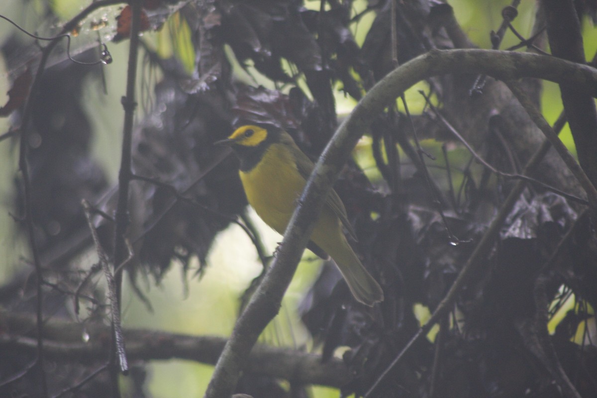 Hooded Warbler - ML640840346