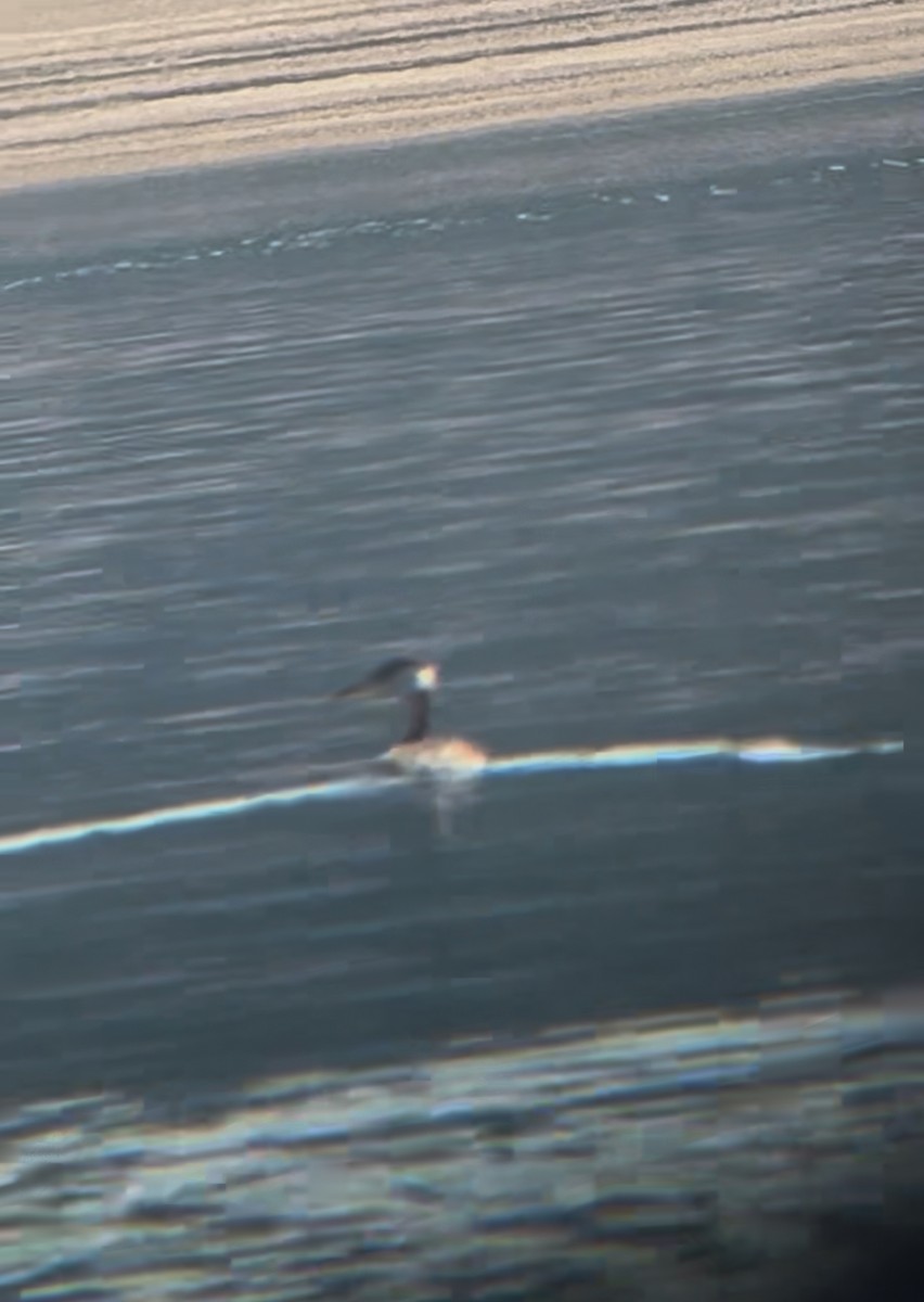 Red-necked Grebe - ML640840369