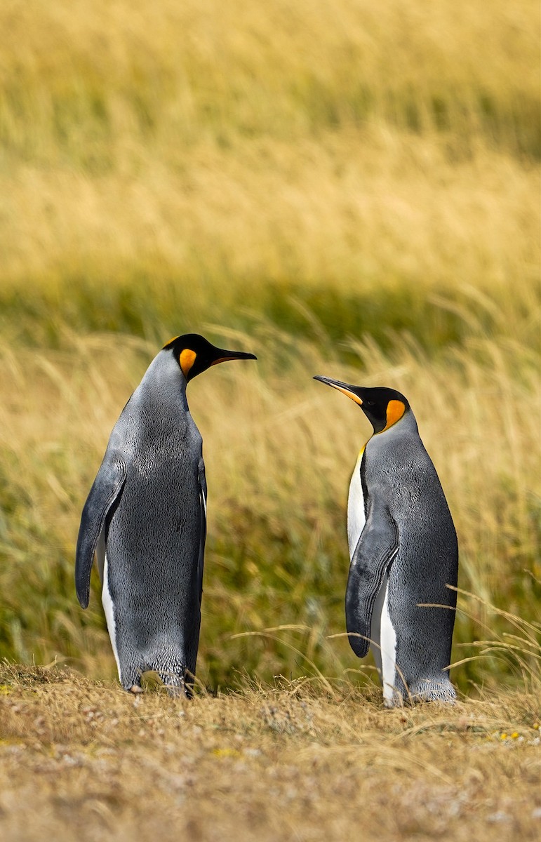 King Penguin - ML640840437