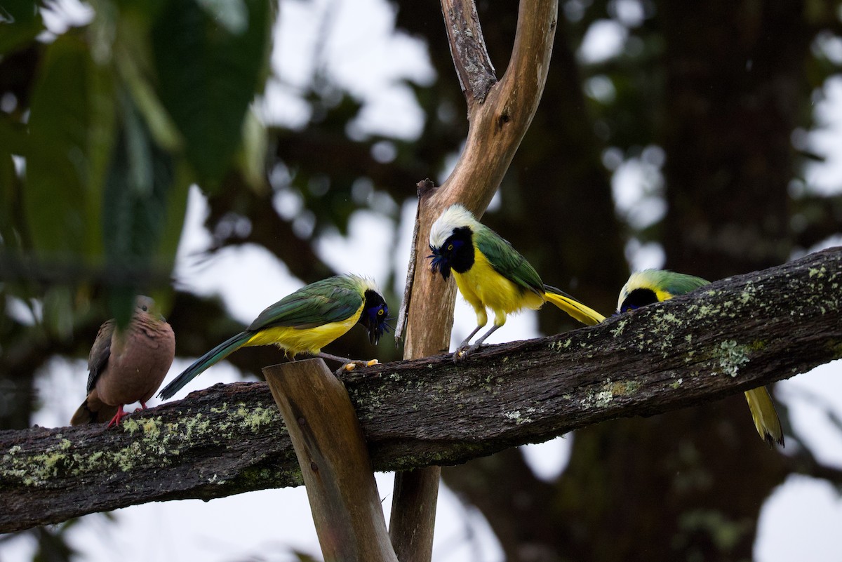 Green Jay - ML640840476