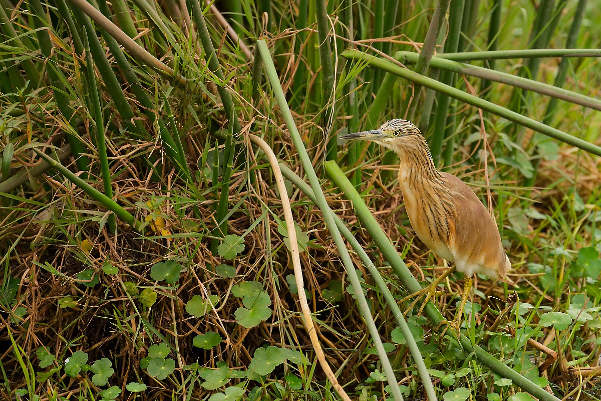 Squacco Heron - ML640840482