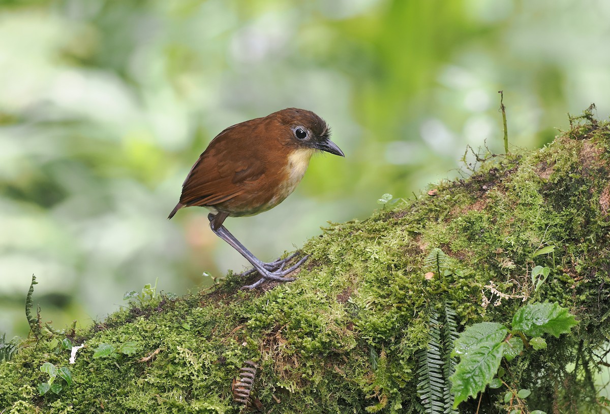 Yellow-breasted Antpitta - ML640840511