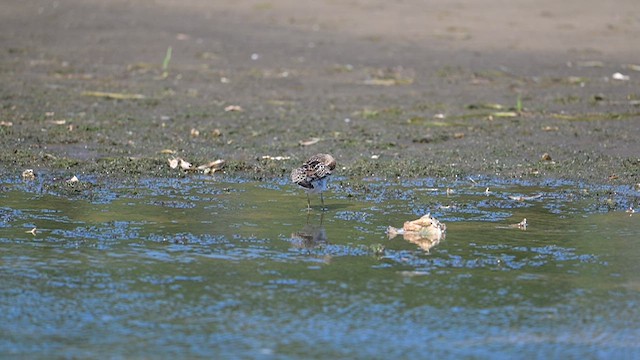 アメリカウズラシギ - ML640840515