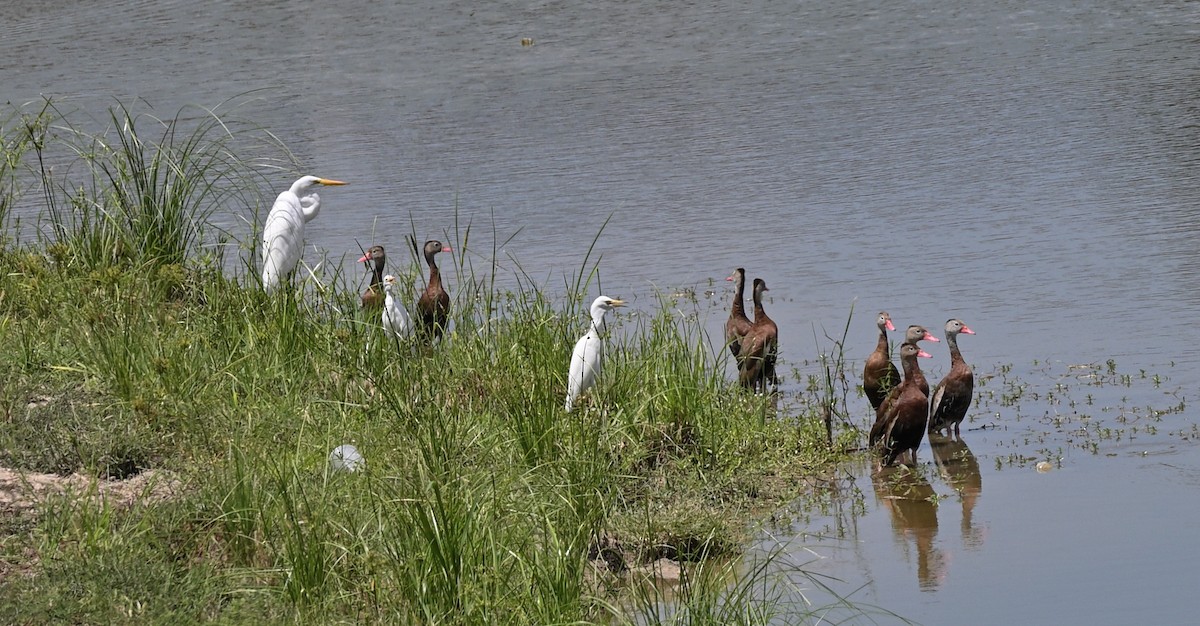 Great Egret - ML640840547