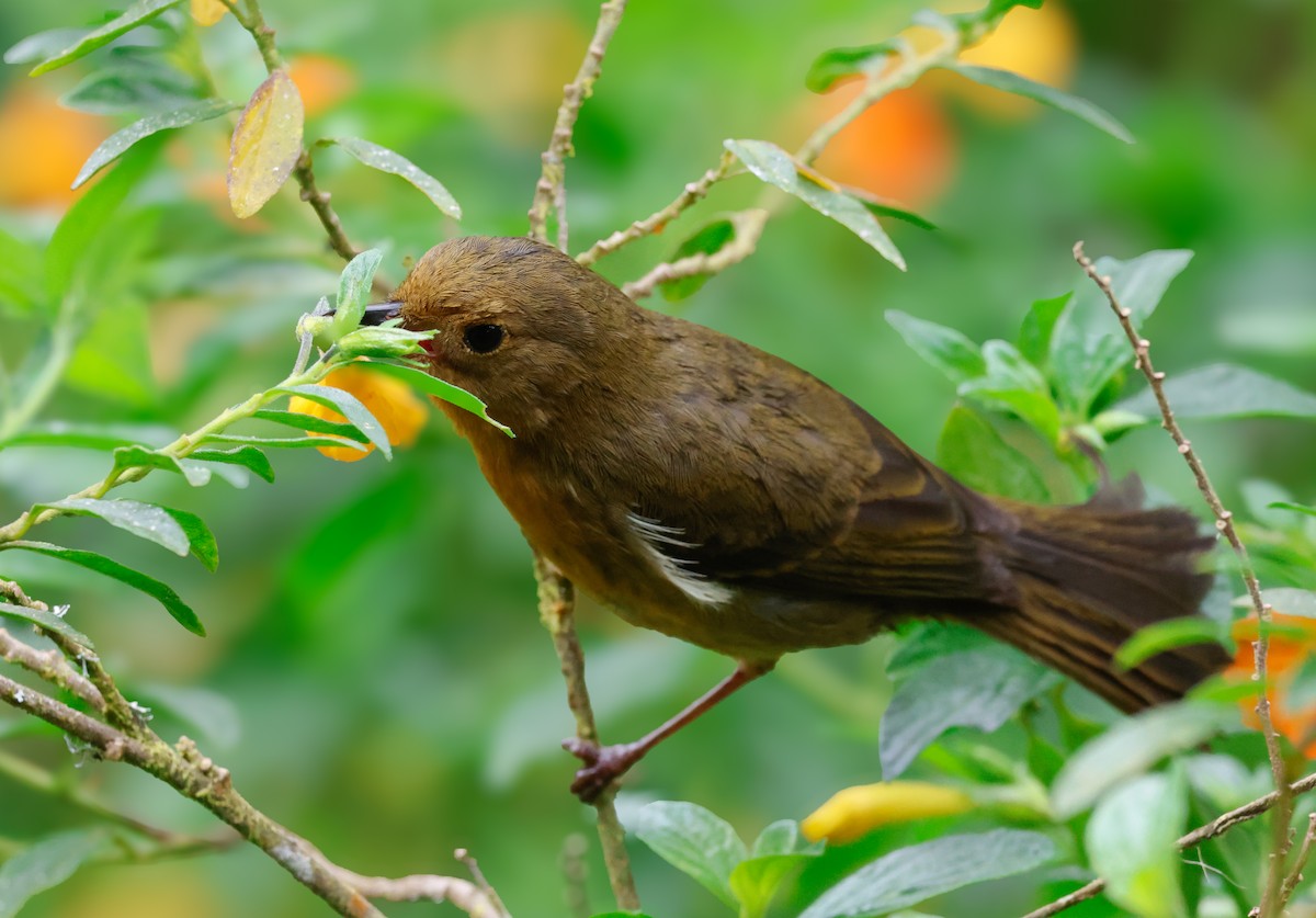 White-sided Flowerpiercer - ML640840555