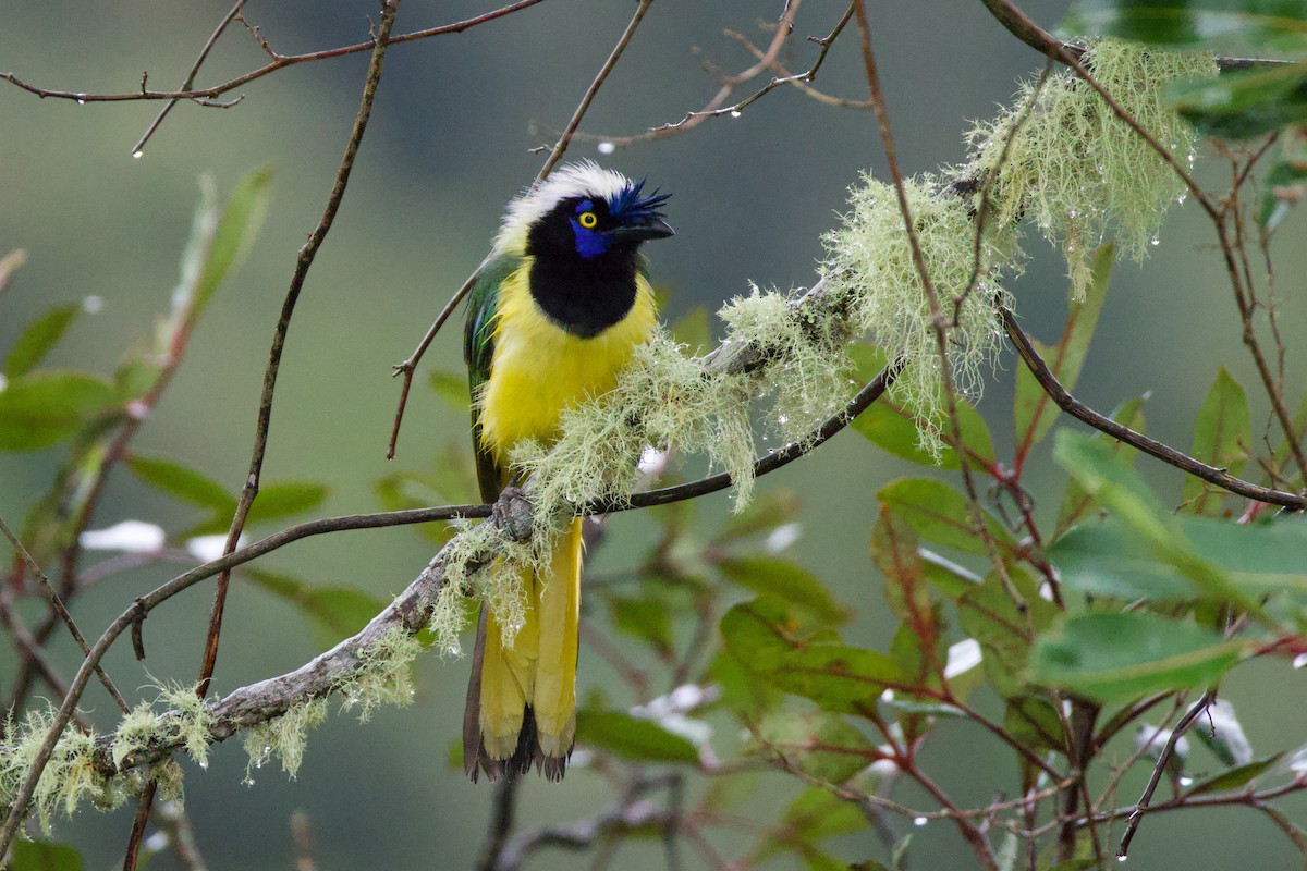 Green Jay - ML640840556