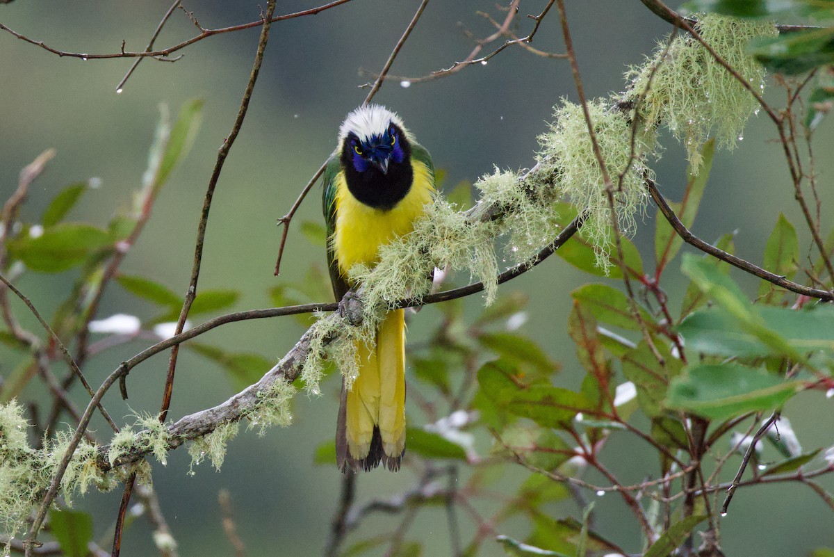 Green Jay - ML640840566
