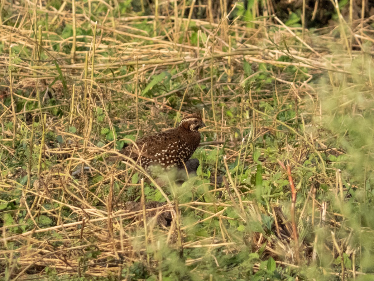 Spot-bellied Bobwhite - ML640840569