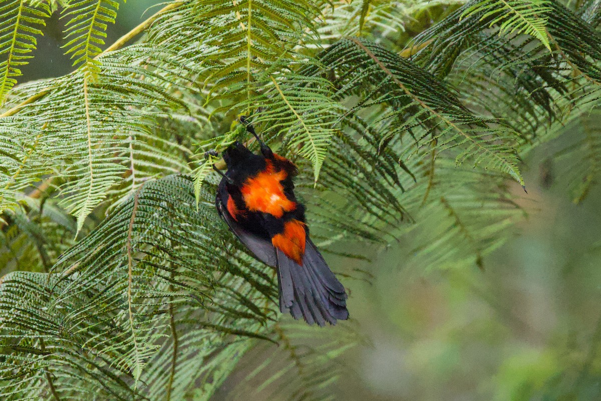 Red-bellied Grackle - ML640840607