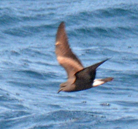 Leach's Storm-Petrel - ML640840692