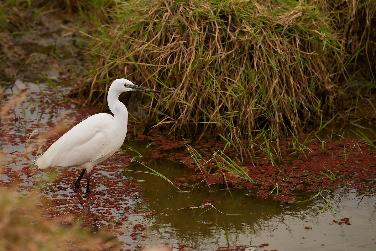 Little Egret - ML640840737