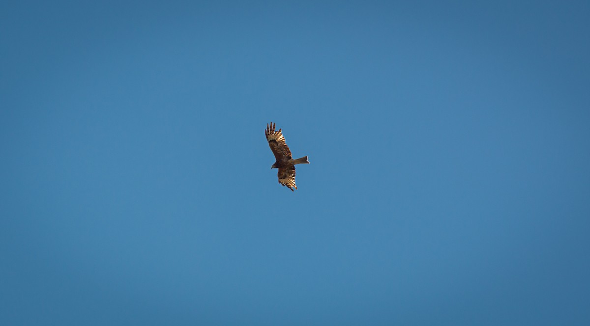 Square-tailed Kite - ML640840740
