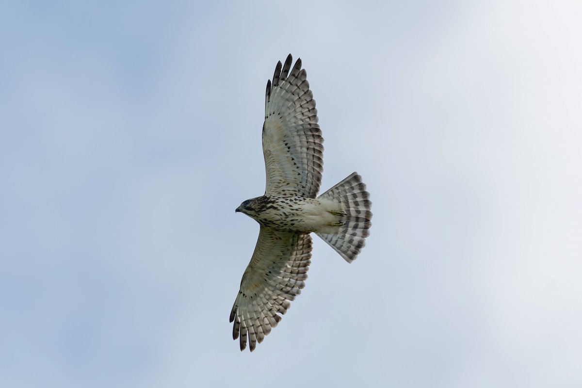 káně širokokřídlá - ML640840744