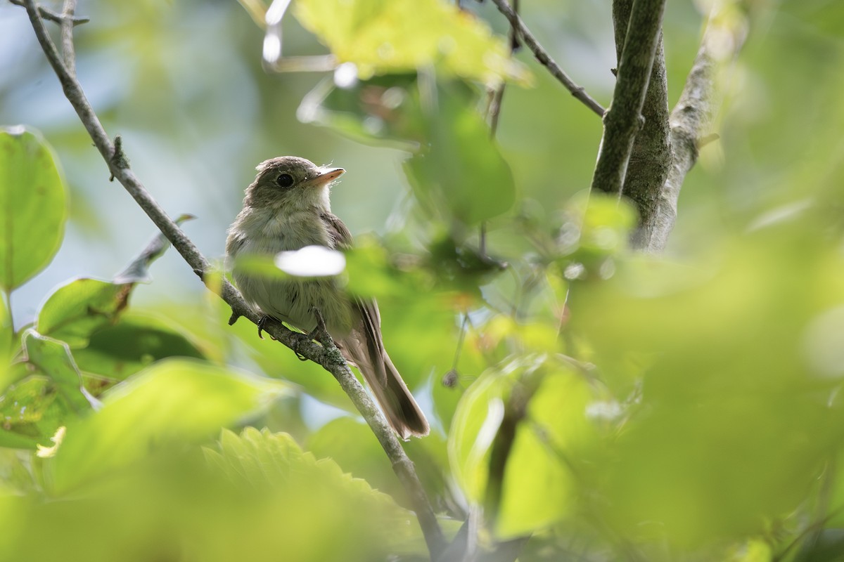 tyranovec zelenavý - ML640840748