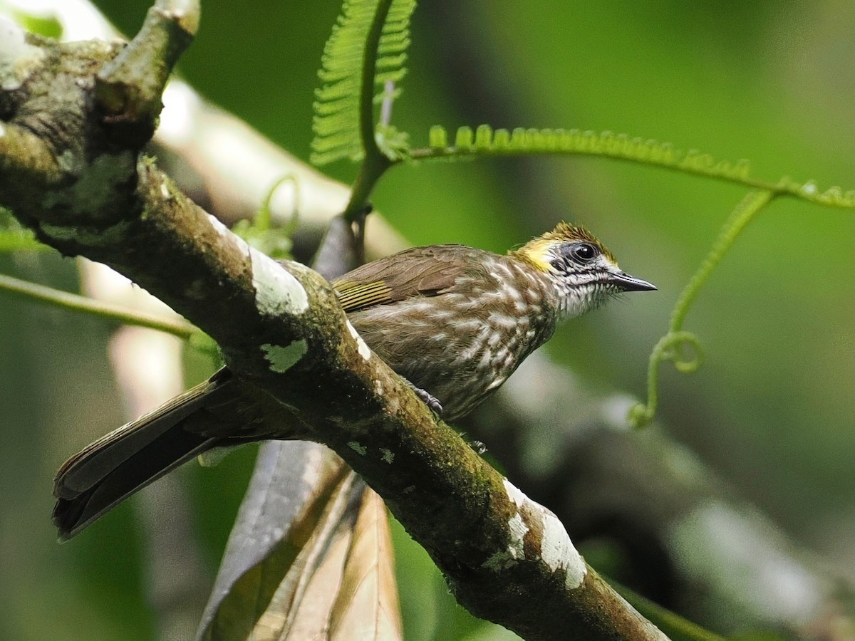 Spot-necked Bulbul - ML640840787