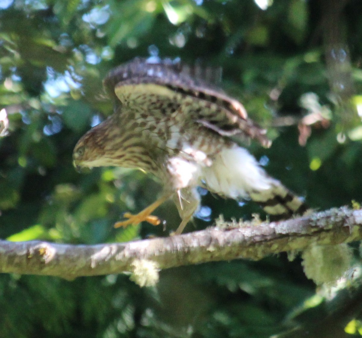 Cooper's Hawk - ML640840792