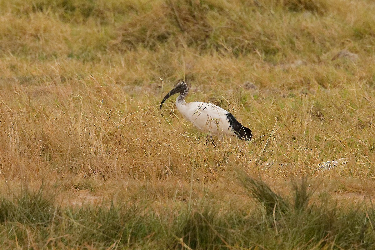 African Sacred Ibis - ML640840876