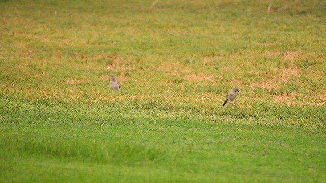Bendire's Thrasher - ML640840908